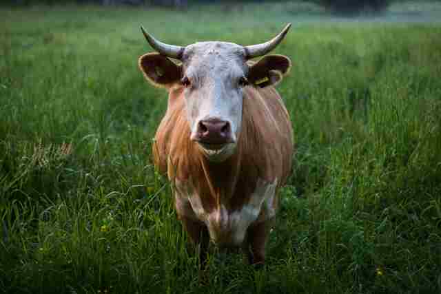 Goshala (Cow Shelter)
