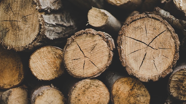 Timber Treasure
