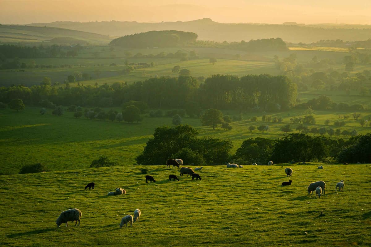 Koino Farms Landscape