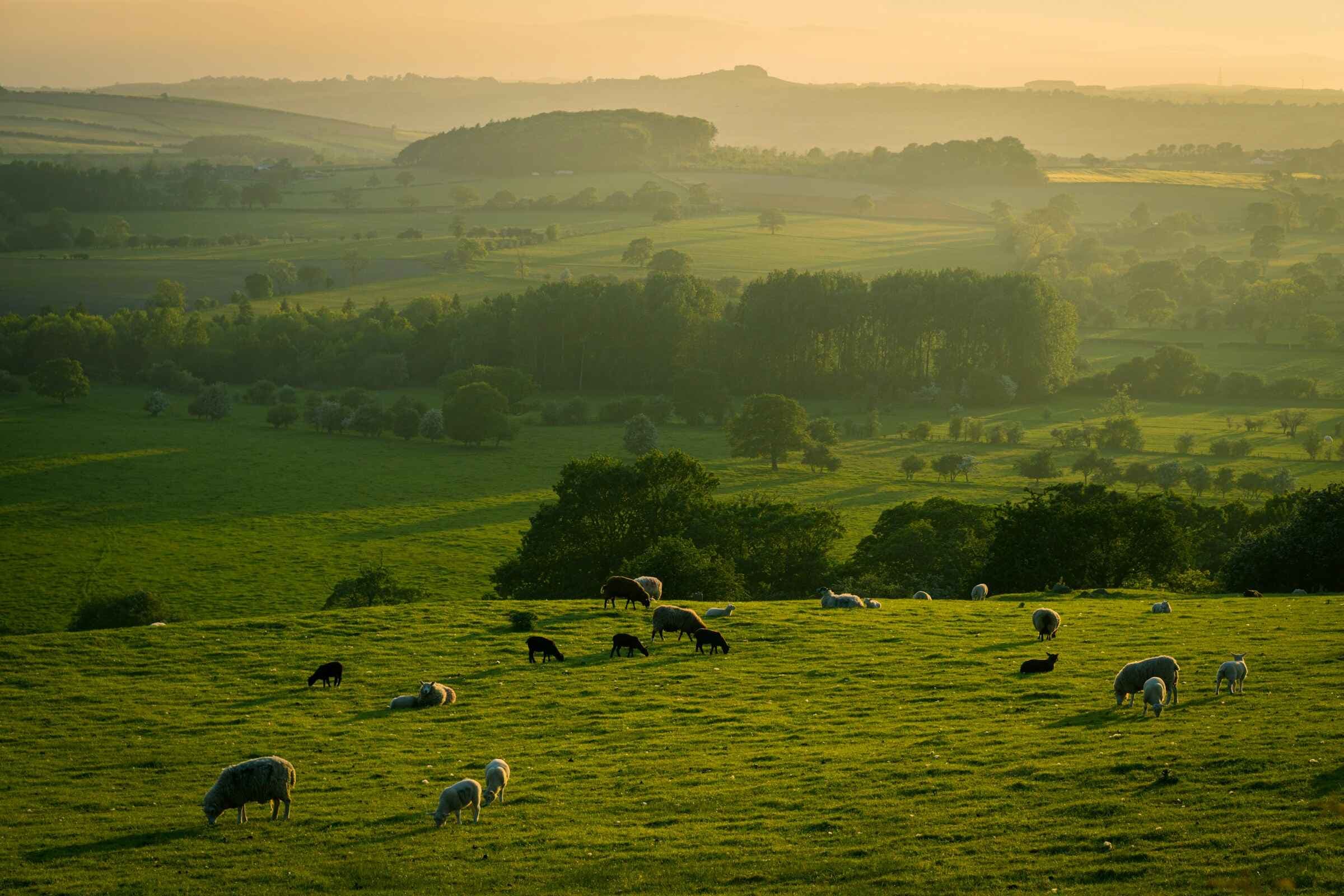 managed organic farmland 2