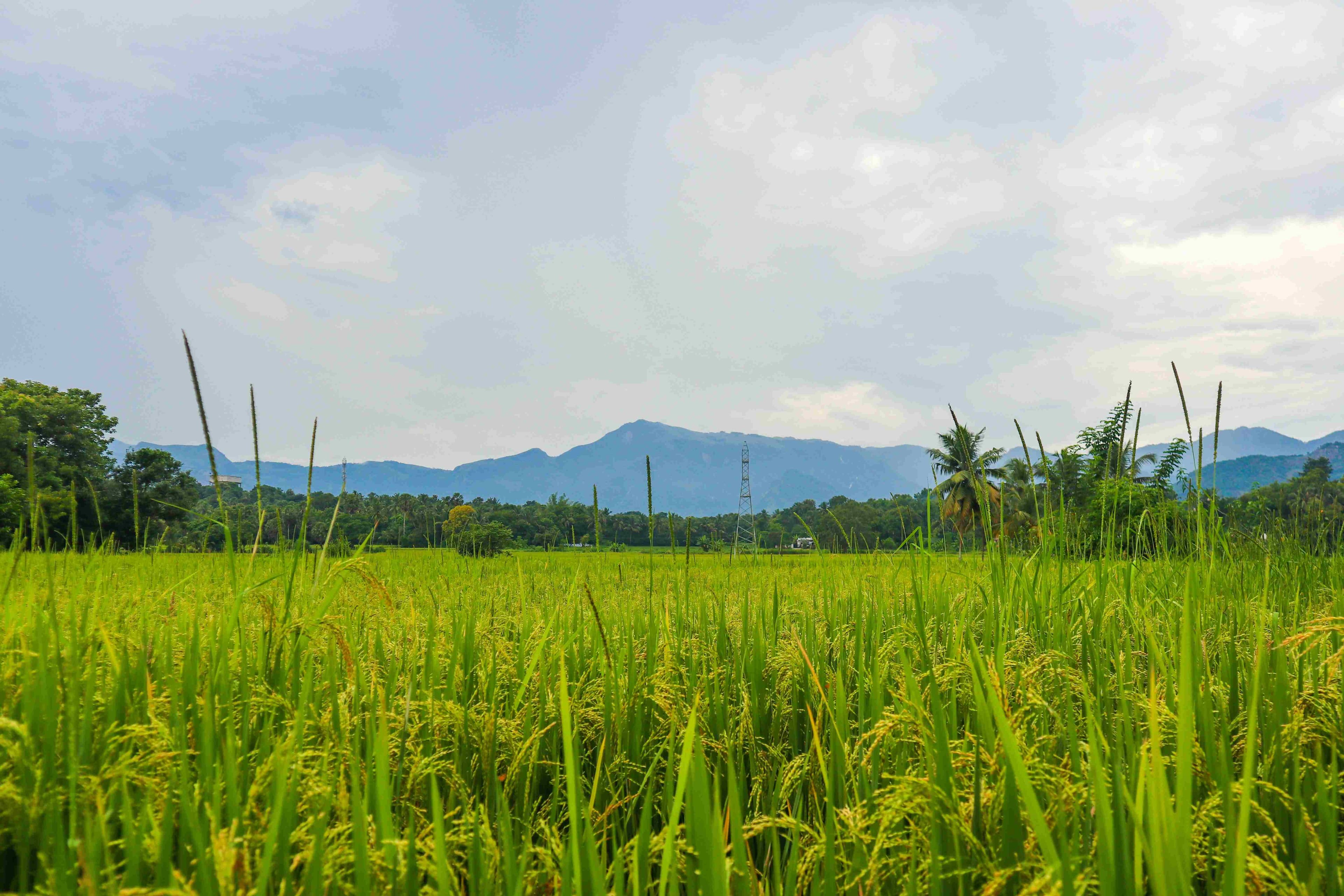 organic farmland near bangalore 4