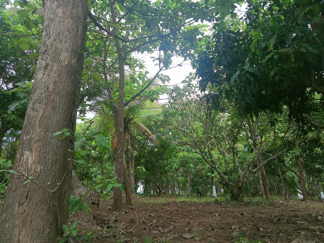 organic farmland near bangalore 3