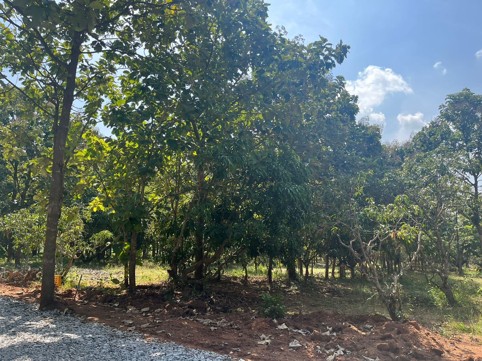 organic farmland near bangalore 4