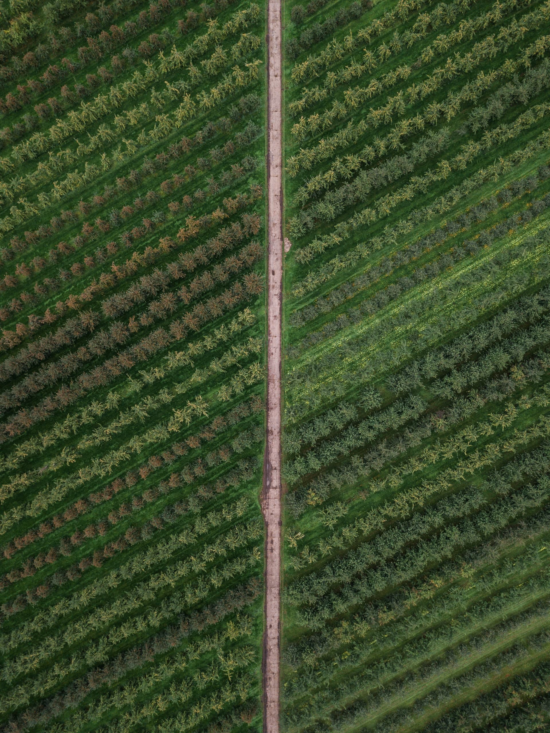 organic farmland near bangalore 1